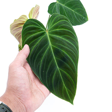 Philodendron Splendid ( Melanochrysum x Verrucosum )