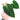 Philodendron Splendid ( Melanochrysum x Verrucosum )