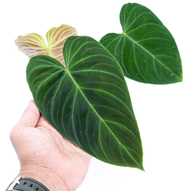Philodendron Splendid ( Melanochrysum x Verrucosum )