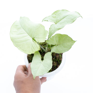 Syngonium podophyllum Moonshine