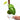 Philodendron Verrucosum