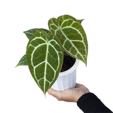 Anthurium Chrystalinum Red Stem