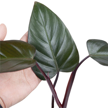 Philodendron Dark Lord