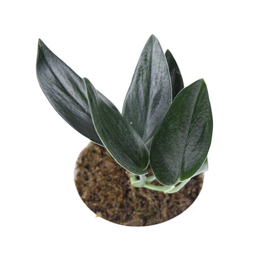 Scindapsus Treubii Black