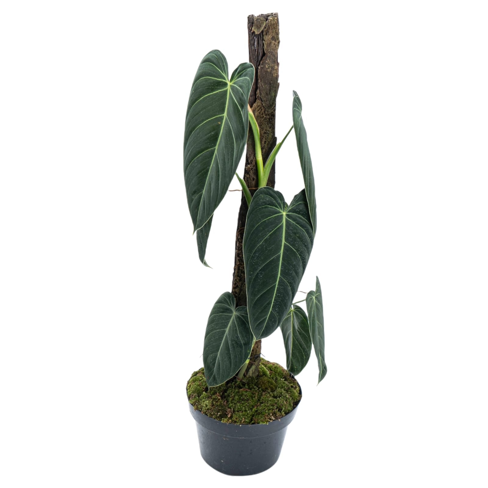 lush philodendron Philodendron Melanochrysum