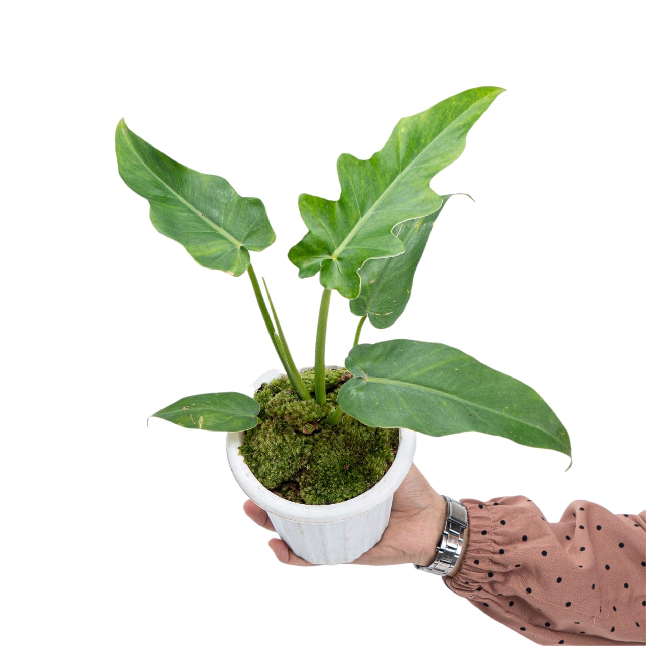 bob cee philodendron Philodendron Bob Cee – Plantstop.us