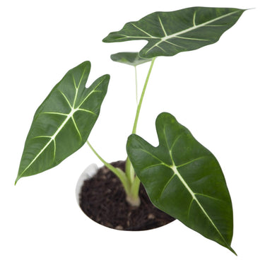 Alocasia Frydek