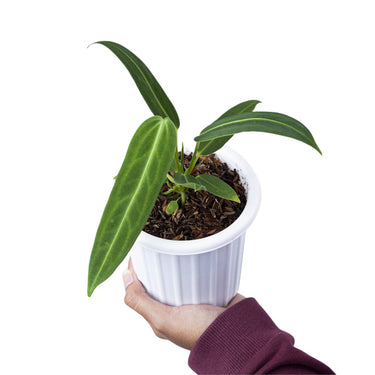 Anthurium Warocqueanum - Plantstop.us