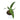 Anthurium Warocqueanum - Plantstop.us