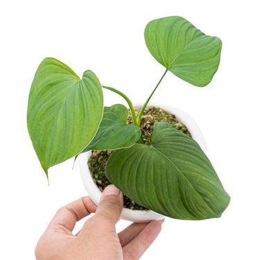 Philodendron Vibrae Catapillum