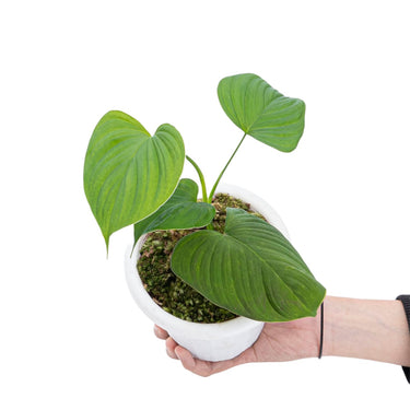 Philodendron Vibrae Catapillum