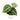 Anthurium Crystallinum - Plantstop.us