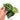 Anthurium Crystallinum - Plantstop.us