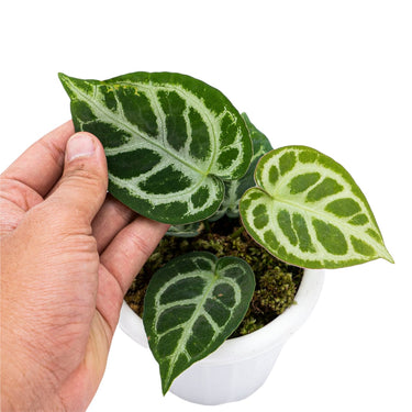 Anthurium Crystallinum - Plantstop.us