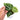 Anthurium Crystallinum - Plantstop.us