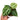 Anthurium Crystallinum - Plantstop.us