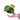 Anthurium Crystallinum - Plantstop.us