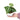 Anthurium Crystallinum - Plantstop.us