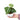 Anthurium Crystallinum - Plantstop.us