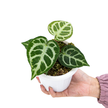 Anthurium Crystallinum - Plantstop.us