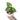 Anthurium Clarinervium
