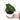Anthurium Clarinervium