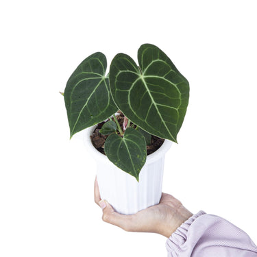 Anthurium Clarinervium