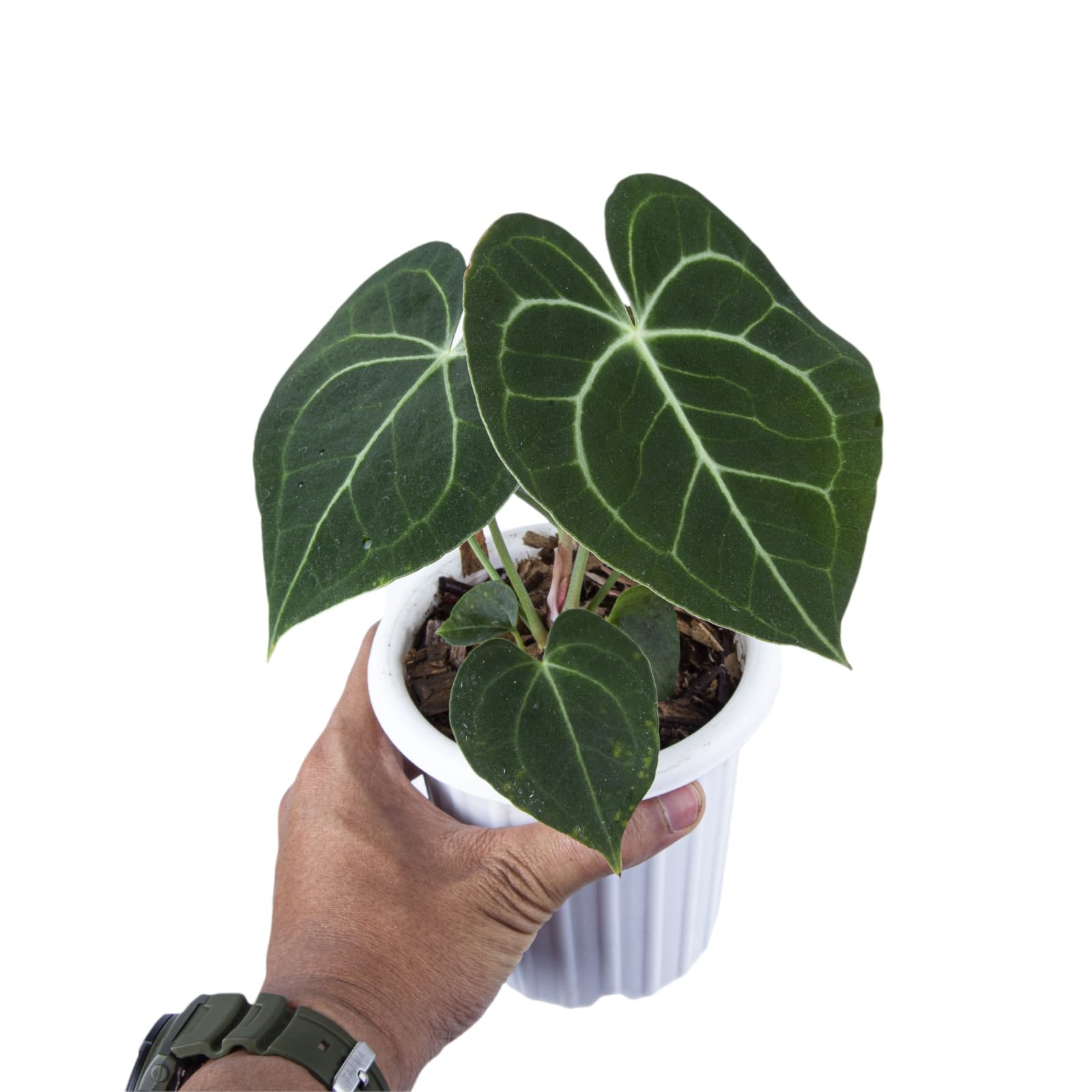 anthurium clarinervium size Anthurium clarinervium Houseplant 15cm Pot