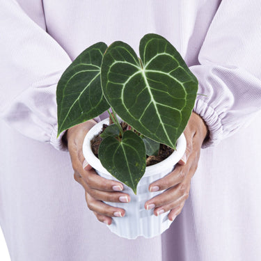 Anthurium Clarinervium
