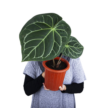 Anthurium Magnificum - Plantstop.us
