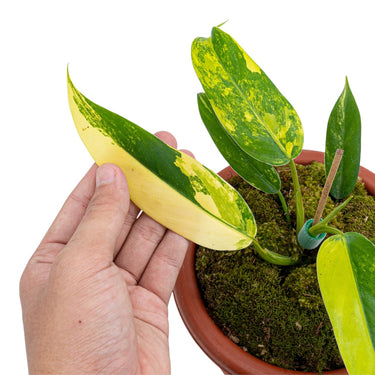Philodendron Domesticum Variegated