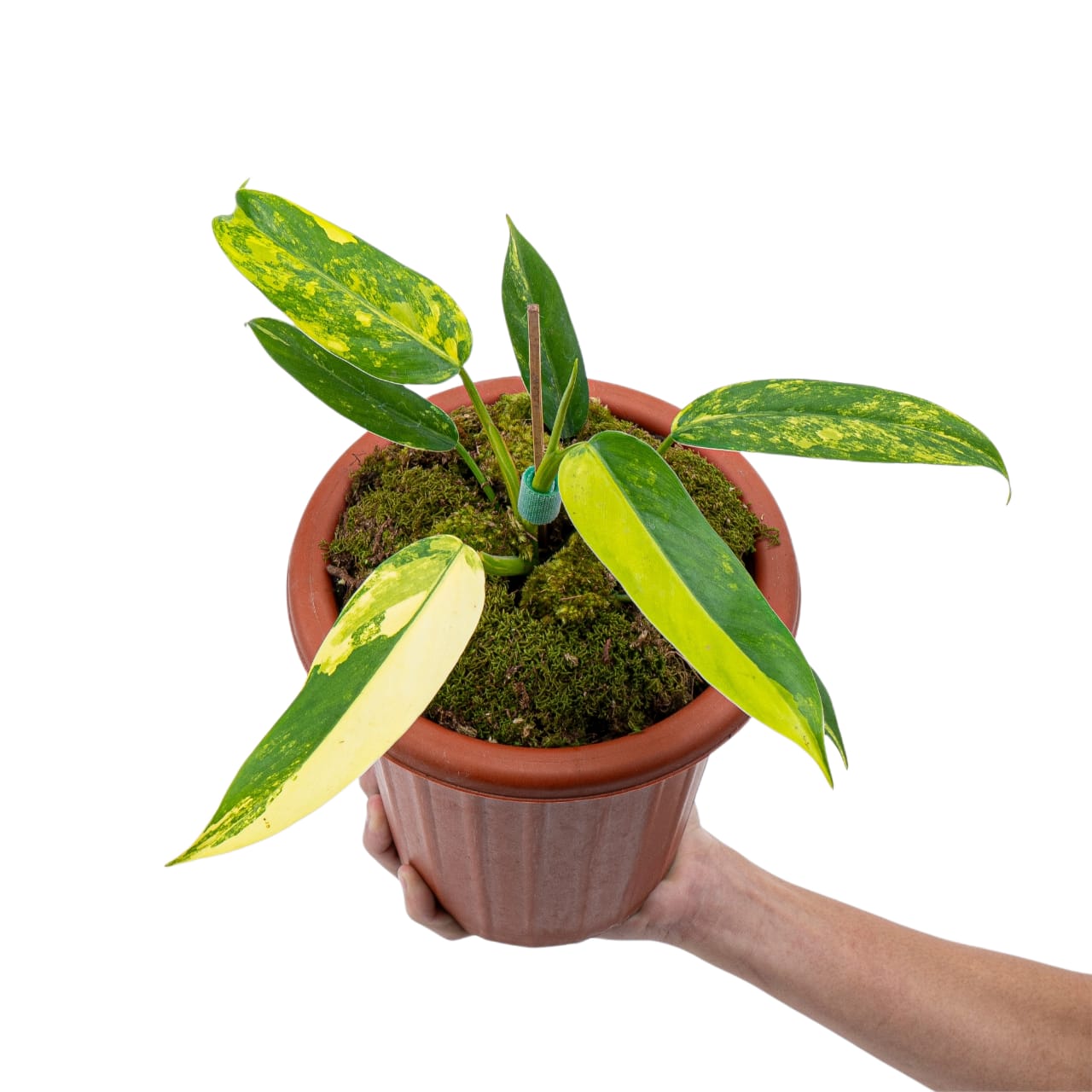 philodendron domesticum variegata Philodendron Domesticum Variegated – Plantstop.us