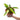 Philodendron Domesticum Variegated