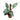 Philodendron Hastatum Silver Sword