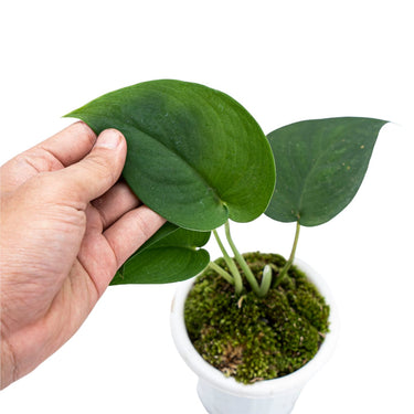 Scindapsus Jade Satin Black
