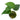 Scindapsus Jade Satin Black