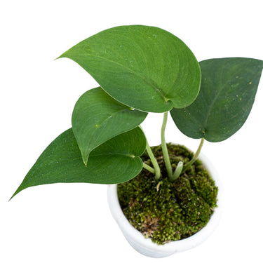 Scindapsus Jade Satin Black