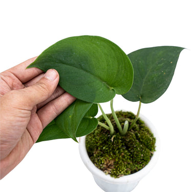 Scindapsus Jade Satin Black