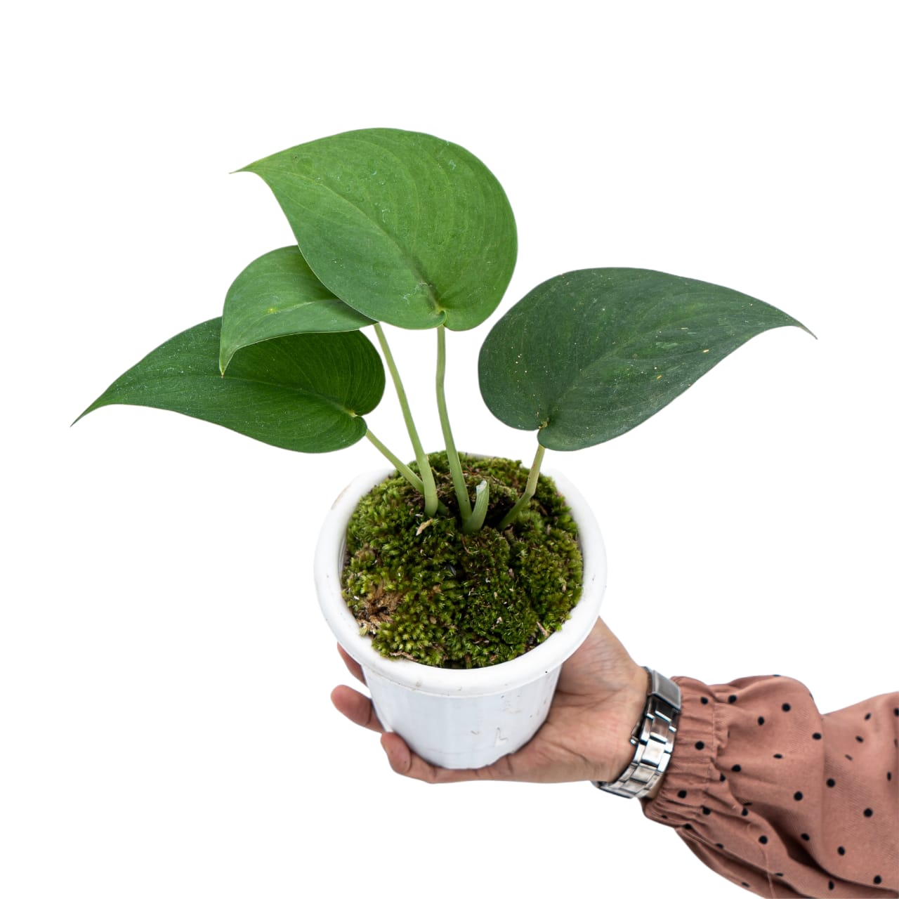 philodendron jade Scindapsus Jade Satin Black – Plantstop.us