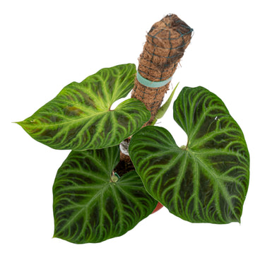 Philodendron Verrucosum