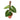 Philodendron Verrucosum