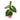 Philodendron Verrucosum