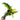 Anthurium Plowmanii Variegated Ruffles