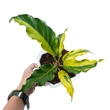 Anthurium Plowmanii Variegated Ruffles