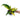 Anthurium Plowmanii Variegated Ruffles
