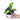 Syngonium Aurea Variegated