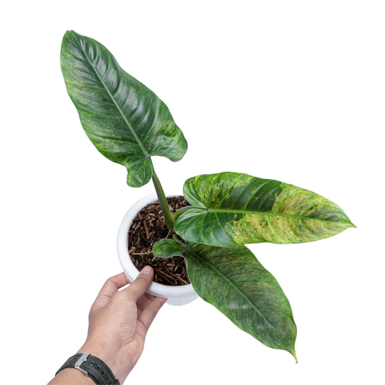 philodendron subhastatum Philodendron hastatum variegated TC Plantlet Grower's Choice *In Stock*