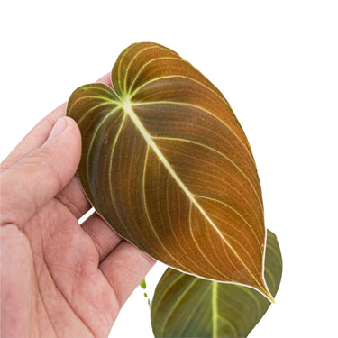 Philodendron Melanochrysum