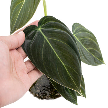 Philodendron Melanochrysum