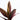 Calathea Magicstar Variegated - Plantstop.us